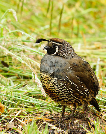 Quail on the ground in the rain