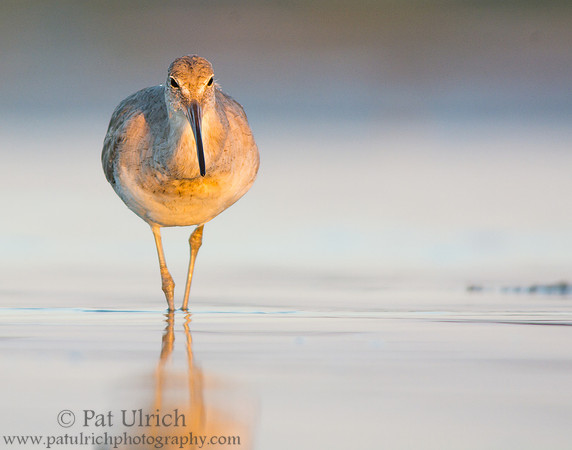 Willet on Bunche Beach at sunrise