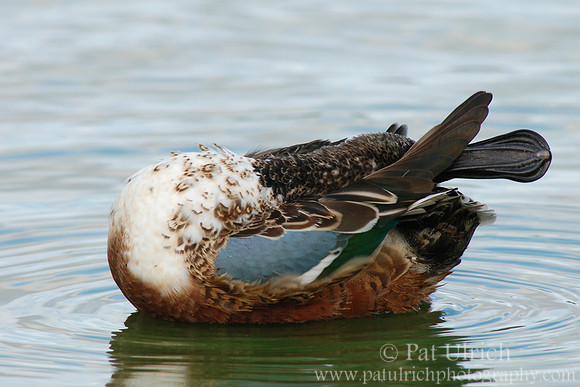 Duck yoga