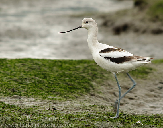 American avocet at low tide