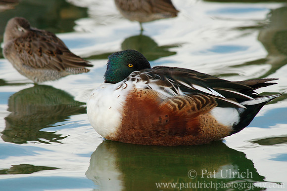 Resting birds