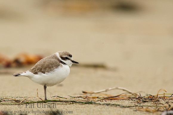 Western snowy plover in Point Reyes
