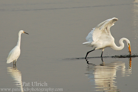 Great egret feeding