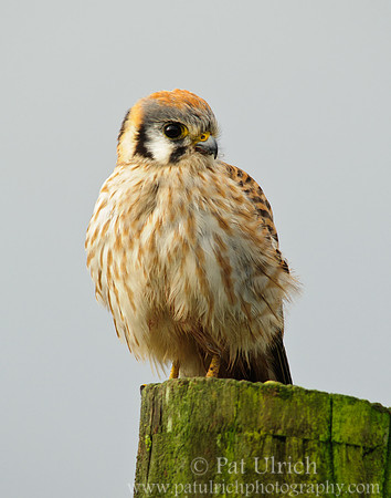 Female kestrel