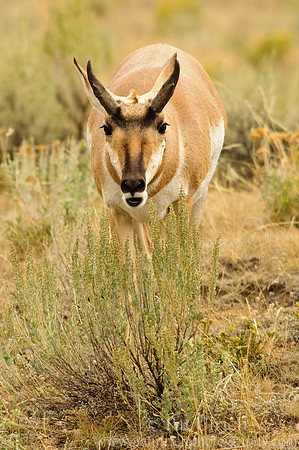 Pronghorn browsing on sagebrush
