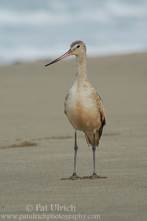 Godwit portrait