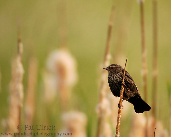 In the cattails