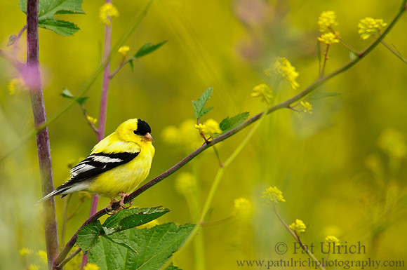 Goldfinch through the wildflowers
