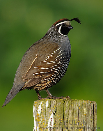 Quail on a post #2