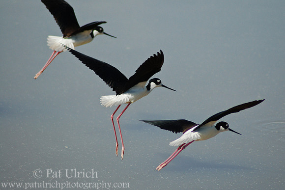 Taking flight