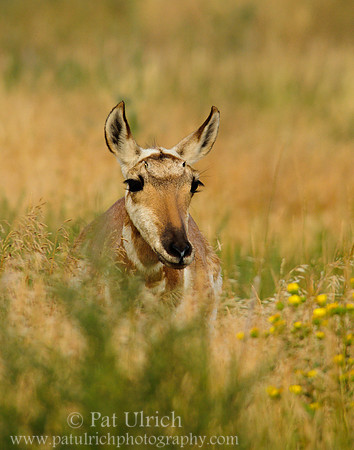Pronghorn peeking out