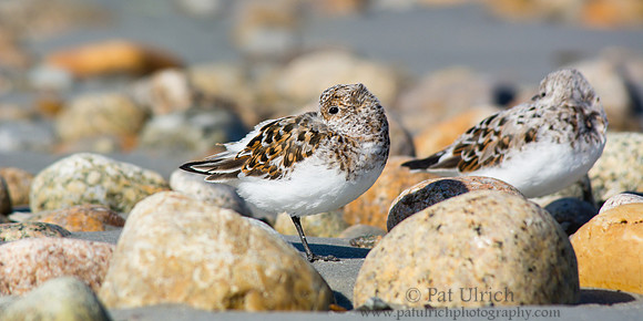 Sanderlings and stones