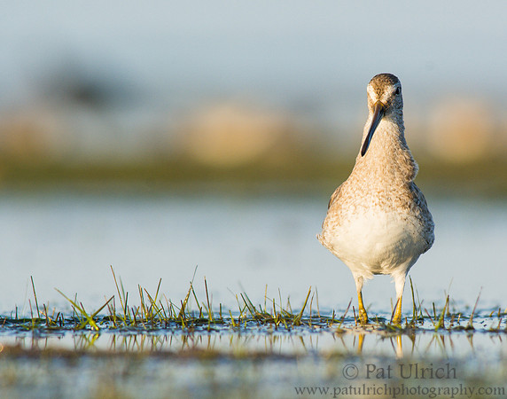 Dowitcher at Bunche Beach