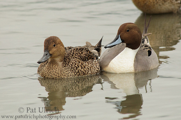 Pair of pintails