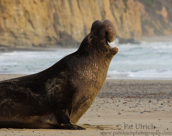 Elephant seal display at sunset