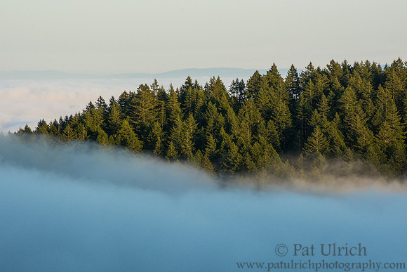 Treeline in the fog