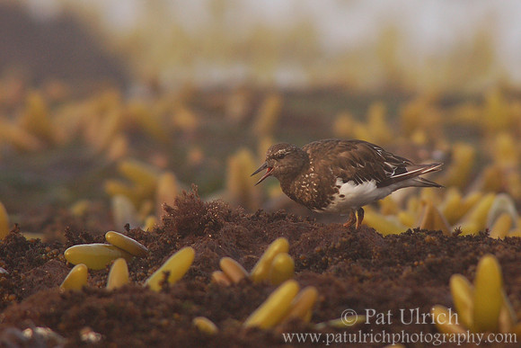 Black turnstone in the intertidal zone