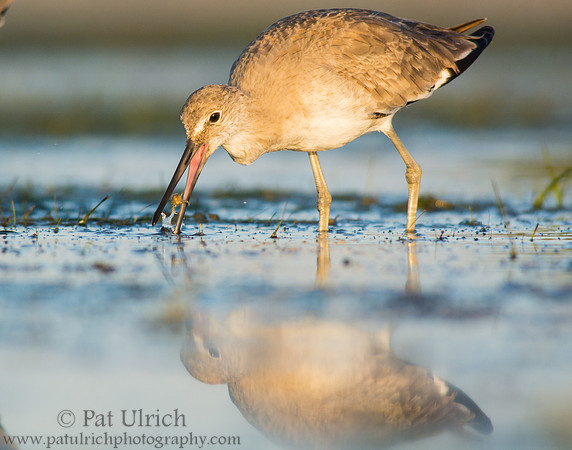 Willet grabs a crab