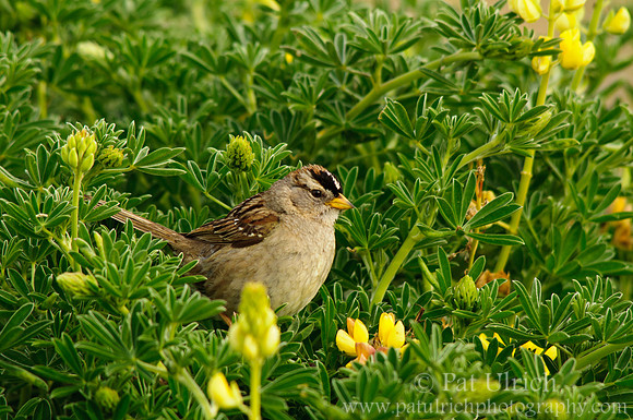 Sparrow in lupine