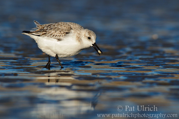 Sanderling with clam, Parker River NWR