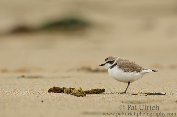 Western snowy plover in Point Reyes