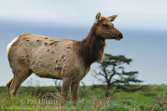 Tule elk