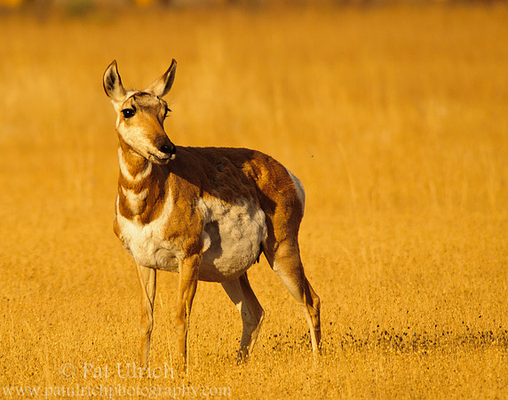 Pregnant pronghorn