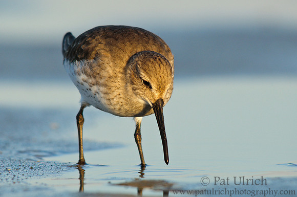 Dunlin up close