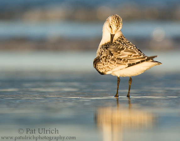 Sanderling preening at sunset