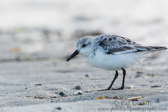 Sanderling searching for a meal