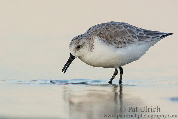 Sanderling feeding in late evening light