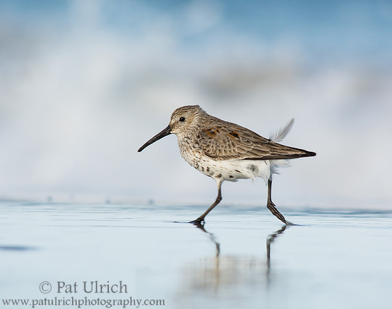 Dunlin running on smooth sand