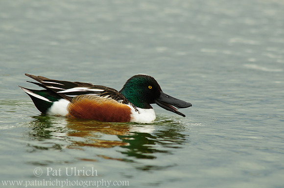 Northern shoveler strainer