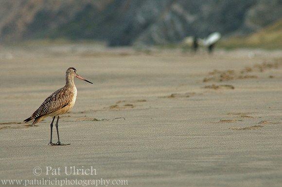Marbled Godwit with Surfer Bokeh