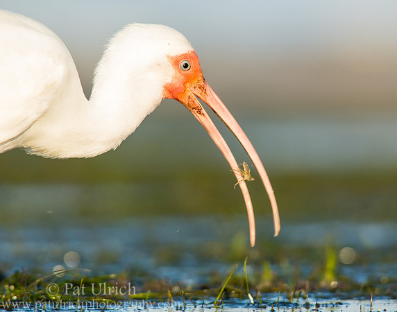 White ibis eating a crab