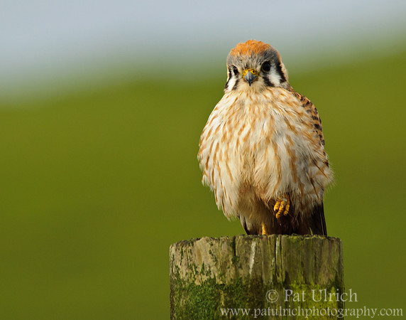 Friendly kestrel
