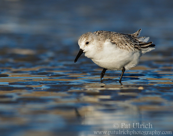 Sanderling on the flats