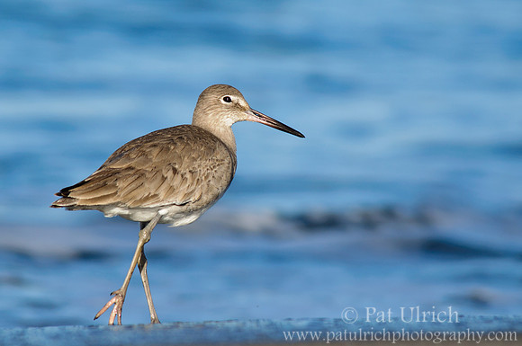 Willet on blue
