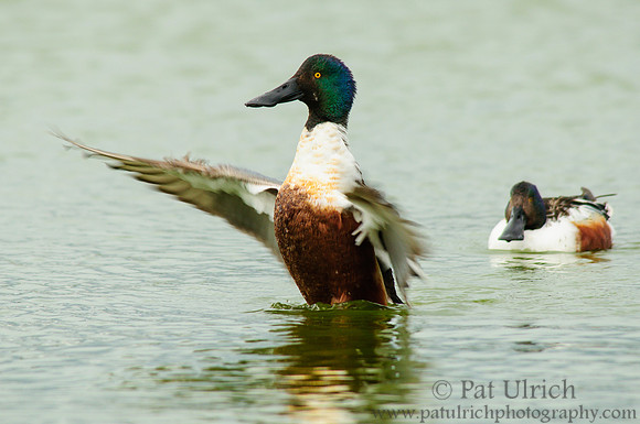 Northern shoveler drakes
