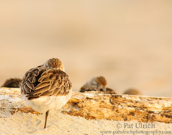 Semipalmated sandpipers at rest