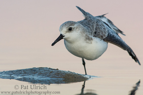 Sanderling stretching in evening light