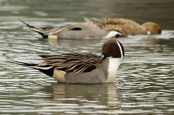 Preening northern pintail