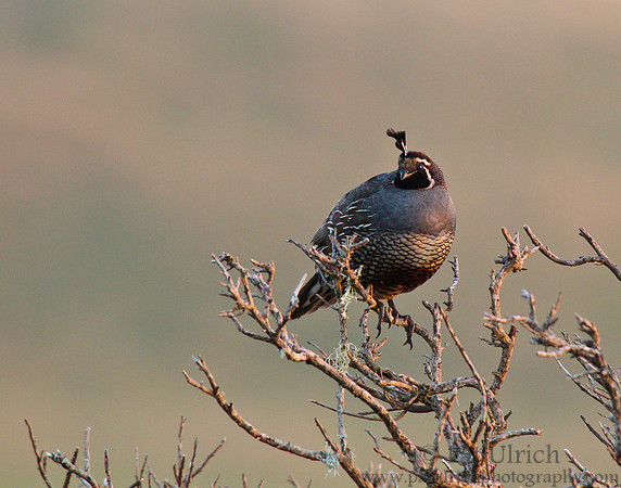 Quail at sunset